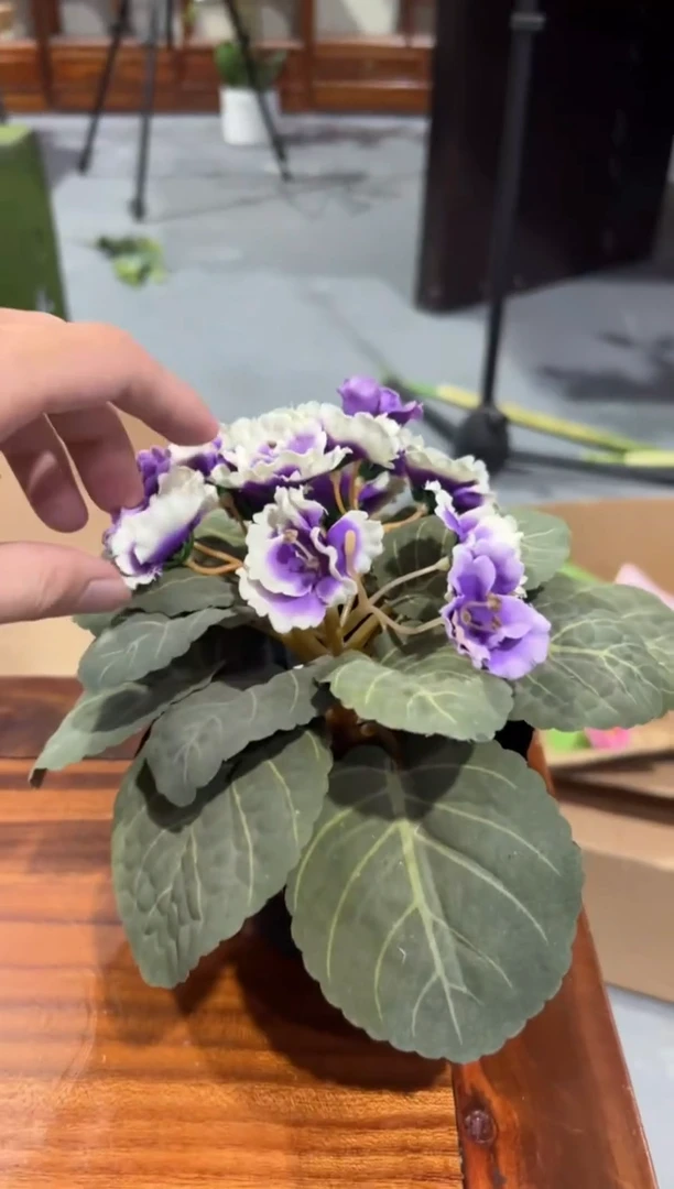 【闪购商品】仿真蝴蝶兰多肉盆栽