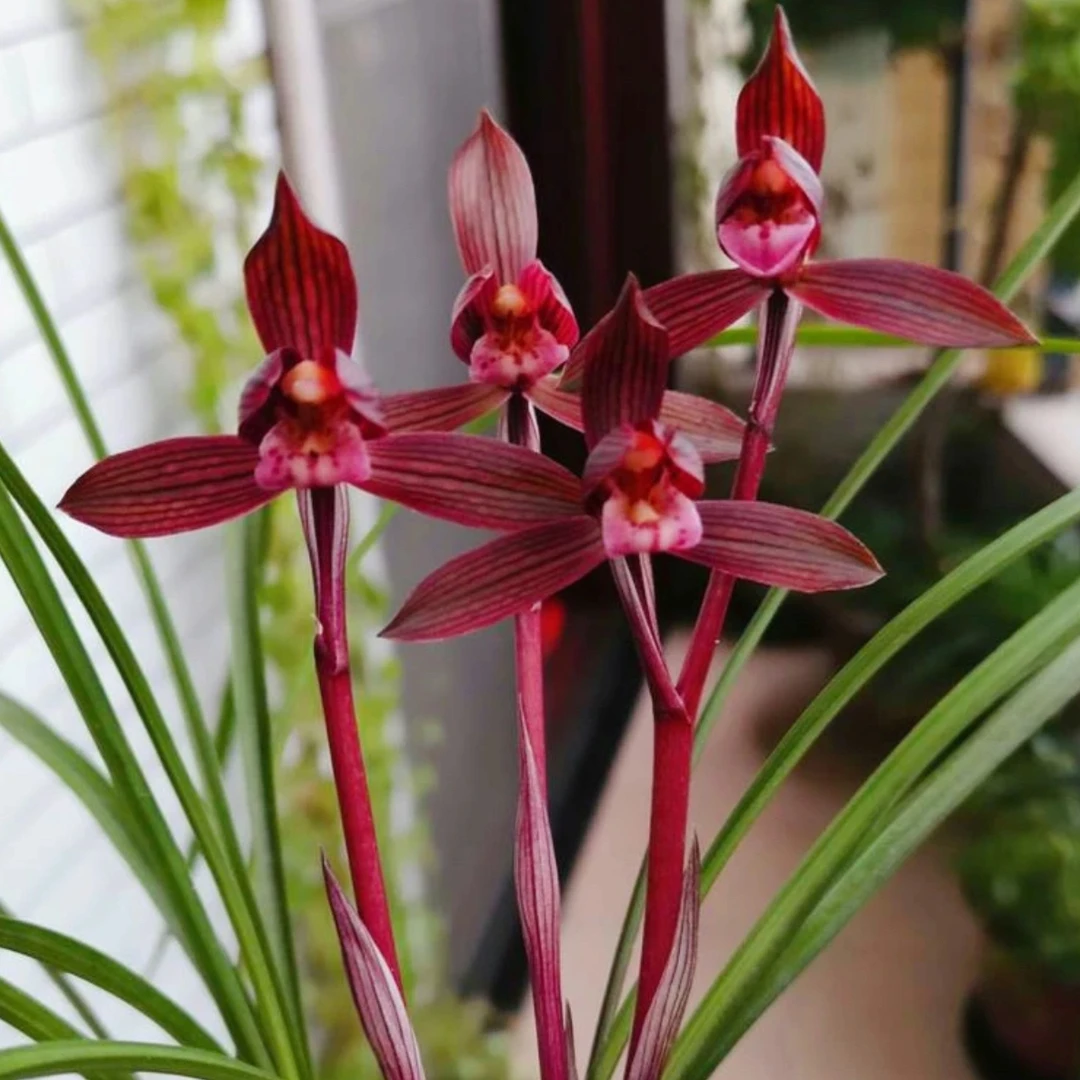 春兰【红素】软装好物当年开花浓香红花名品绿植花卉兰花