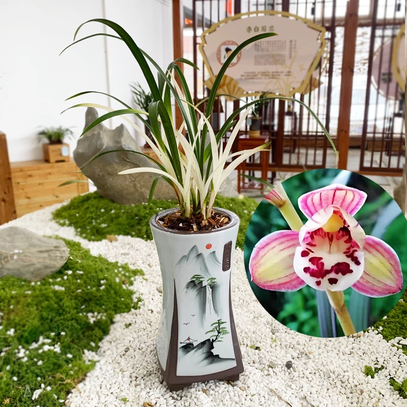 高端白艺草【白玉凤】不带花 兰花室内种植开花浓香美观绿植花卉