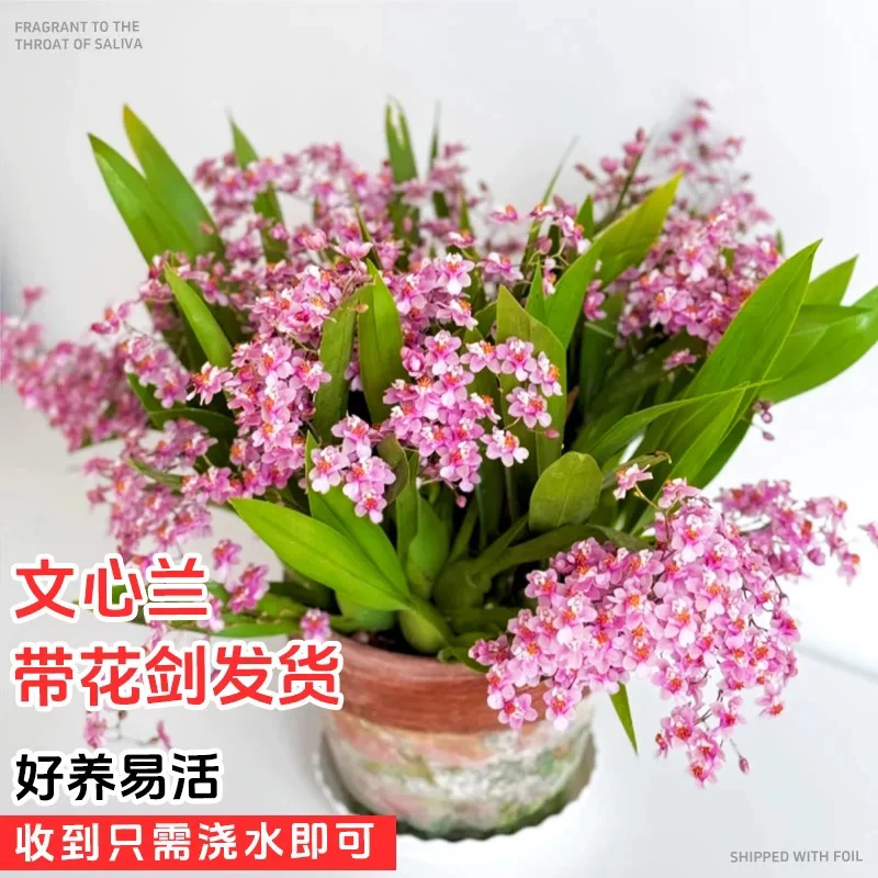 【粉色文心兰】梦香盆栽带花苞桌面水培绿植精品兰花四季开花卉