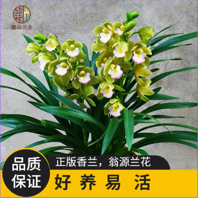蕙兰【香兰】正品兰花浓香型年宵花好养花卉绿植盆栽高贵美观优雅