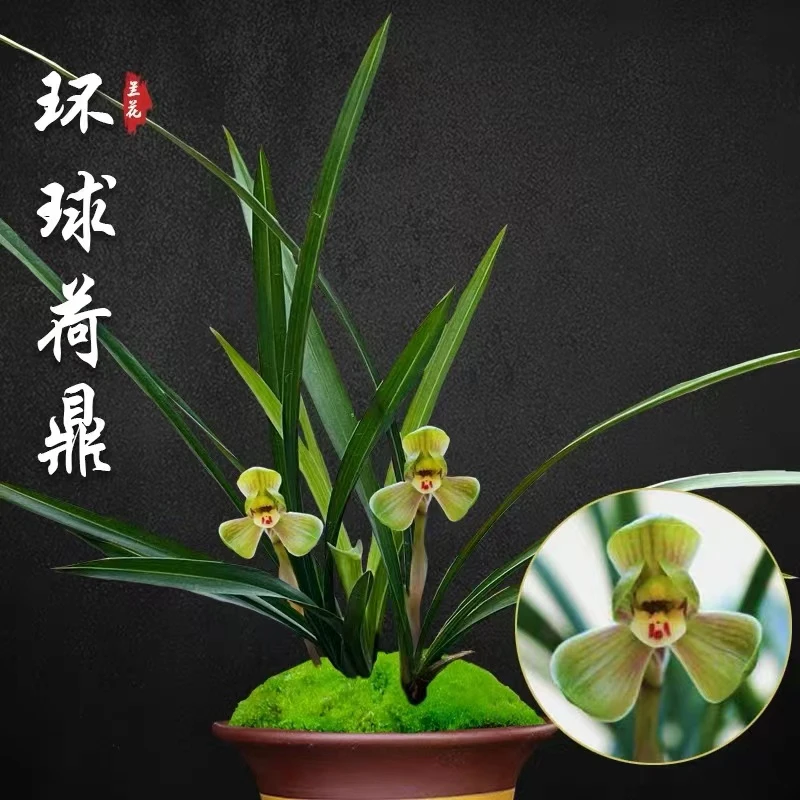 送高端紫纱盆【春兰老种环球荷鼎】荷瓣名品花卉盆栽绿植室内摆件