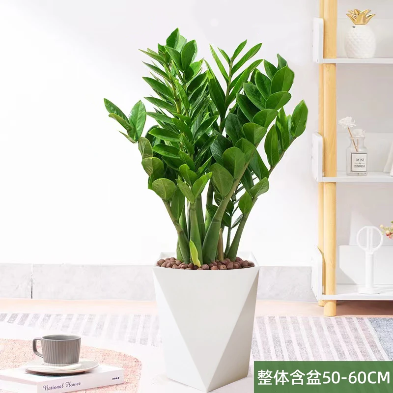 【绿意花情】150#金钱树盆栽好养美观绿色懒人土培植物室内客厅盆栽