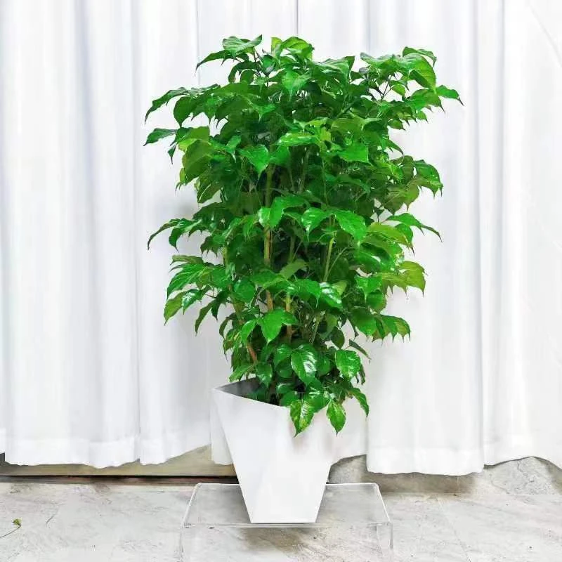 【绿意花情】绿宝幸福树好养绿植四季常青绿植盆栽植物50-60cm