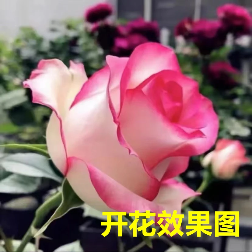 300【艾莎】+【蓝色风暴】花苞发货月季花苗四季开花浓香庭院阳台