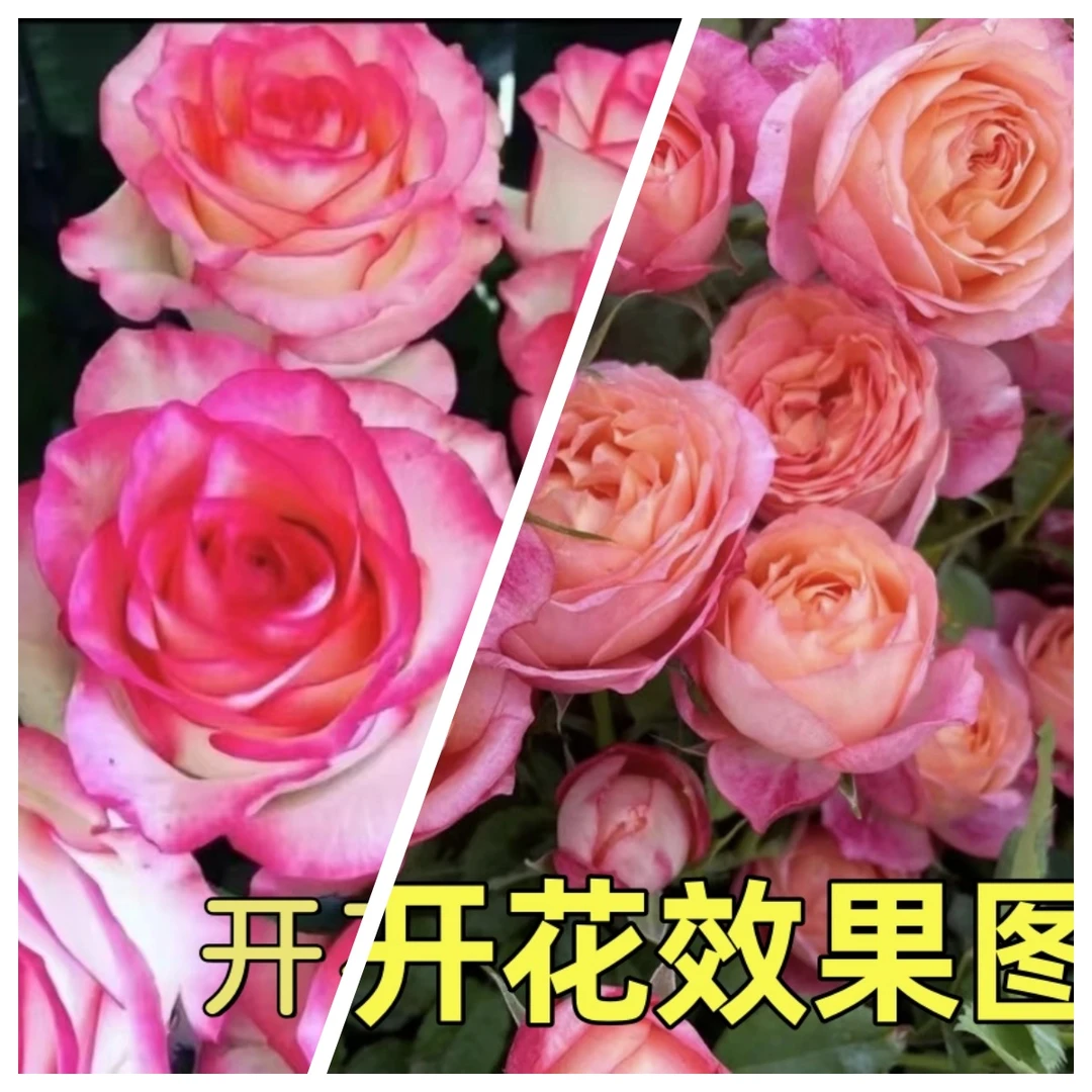 300【艾莎】+【大花美人】花苞发货月季花苗四季开花浓香庭院阳台