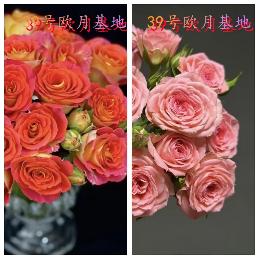 【二乔】+【仙度】勤花阳台养护绿植月季花苗四季开花庭院阳台