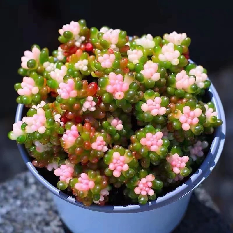 新店开业七彩龙珠耐寒耐旱阳台盆栽新手好养活10公分发货带盆土发