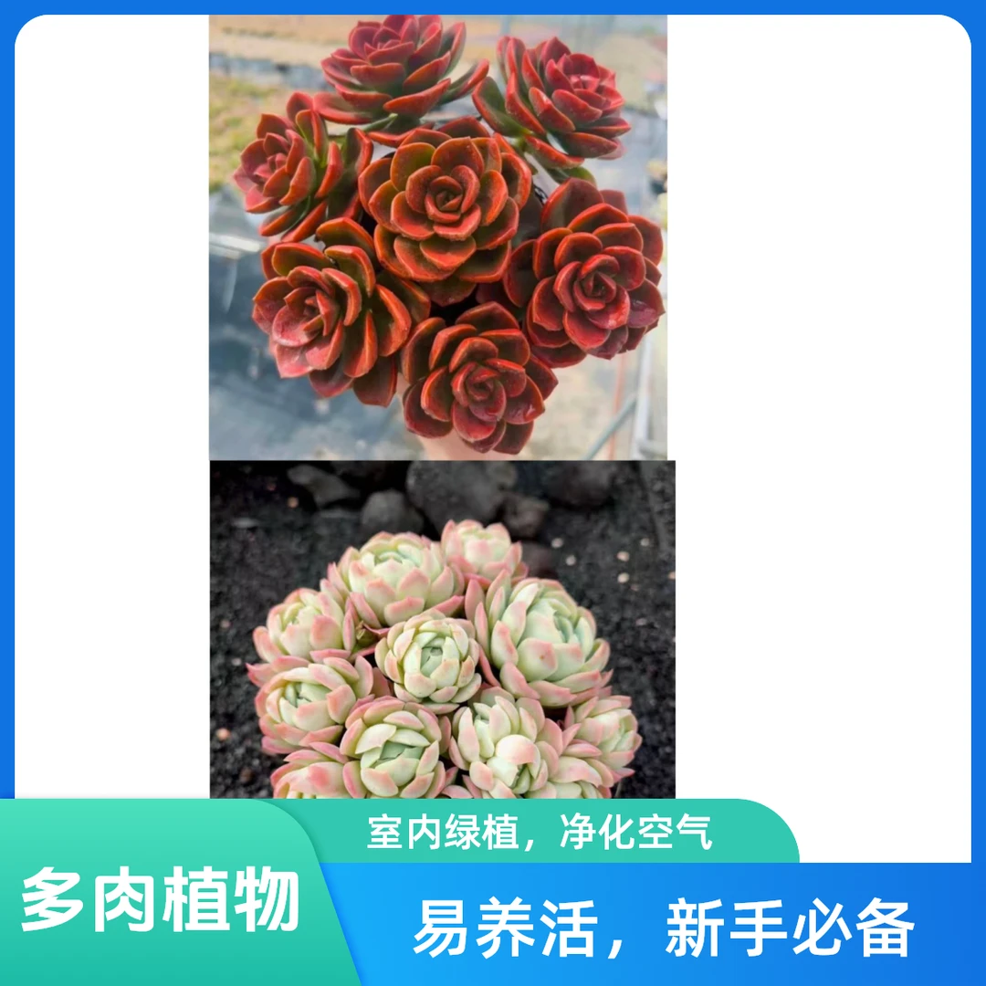 红玫瑰+香水贝瑞多肉植物喜阳耐寒 阳台盆栽新手好养活室内外养