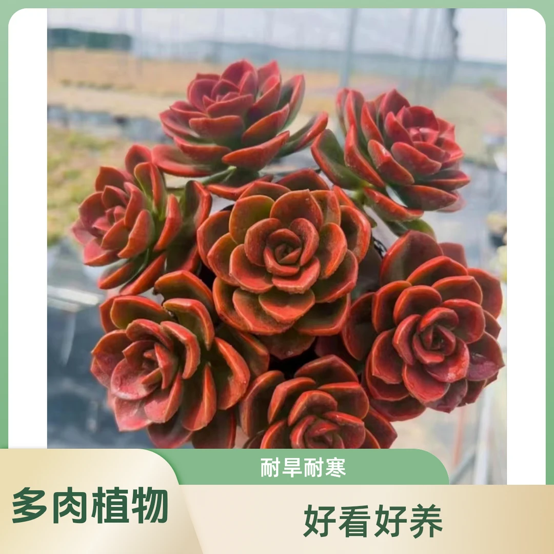 红玫瑰多肉植物 耐旱耐寒 阳台庭院办公盆栽新手好养室内外养
