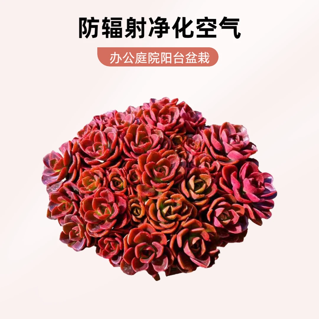 大盆红玫瑰组合植物 耐旱耐寒 阳台庭院办公盆栽新手好养室内外养