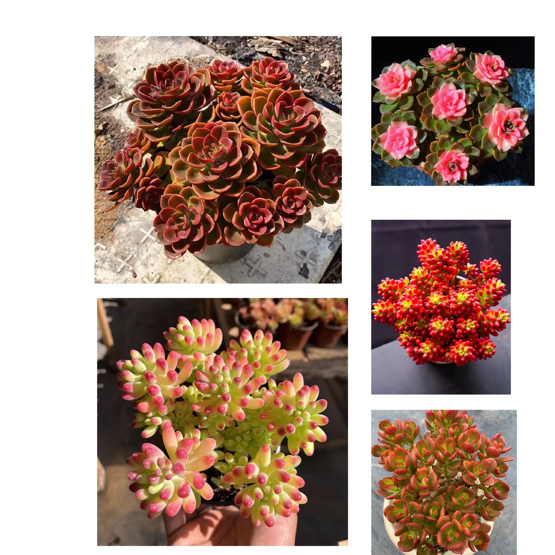 大盆红玫瑰多肉植物组合 耐旱耐寒 阳台庭院办公盆栽