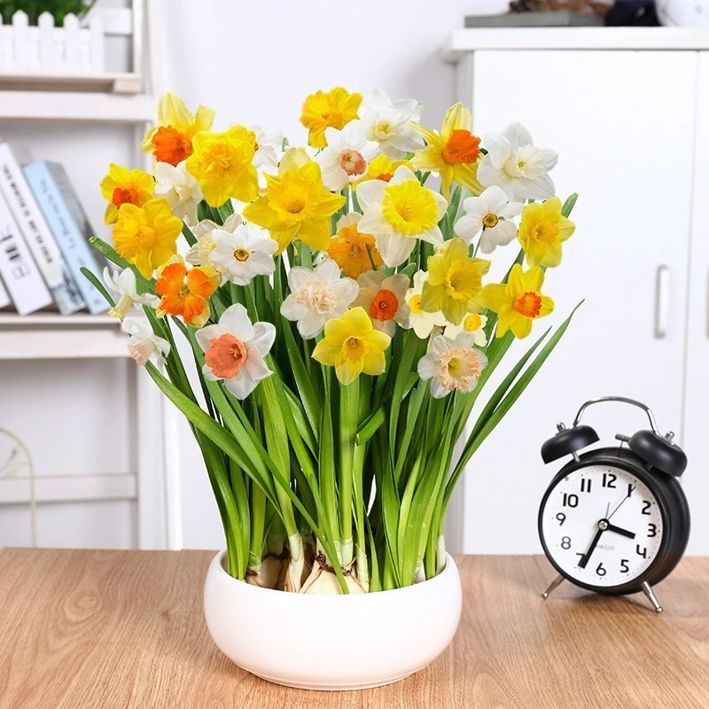水仙花种球室内水培土养盆栽洋水仙种子球根植物四季观花卉易养活