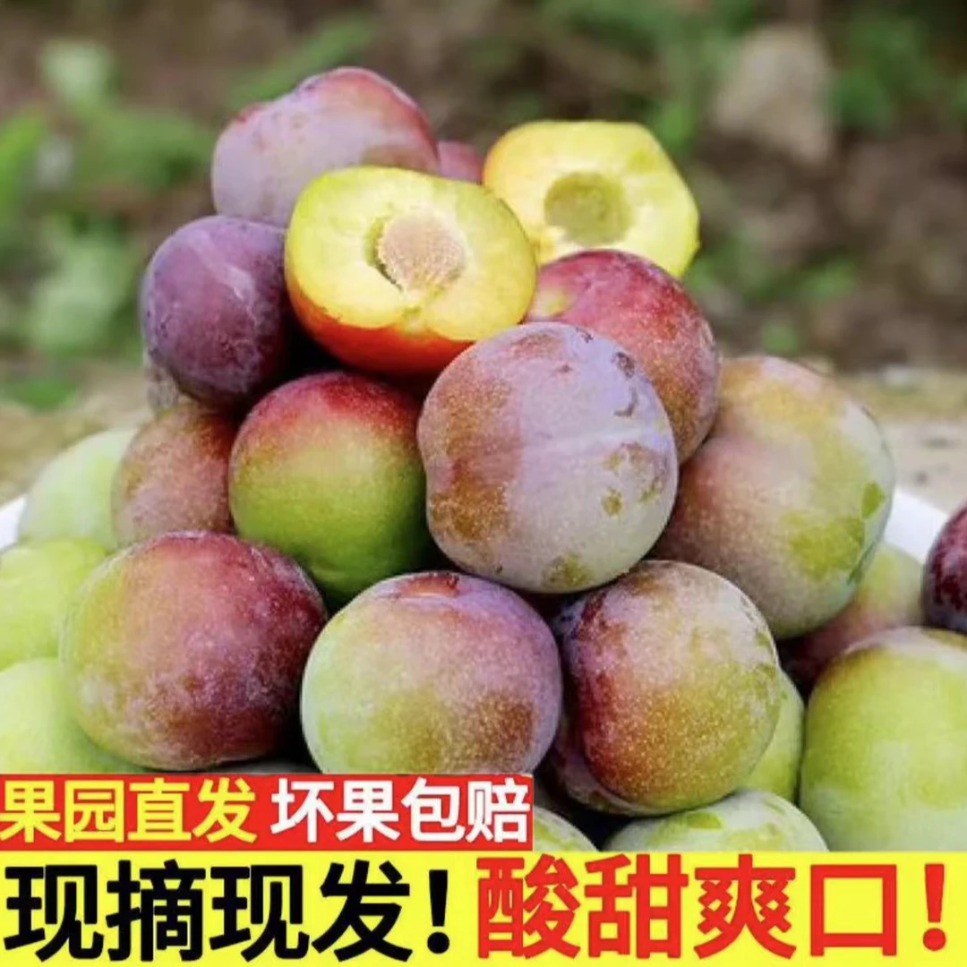 大连 美国红李子半边红酸甜可口 新鲜水果 甜度爆表