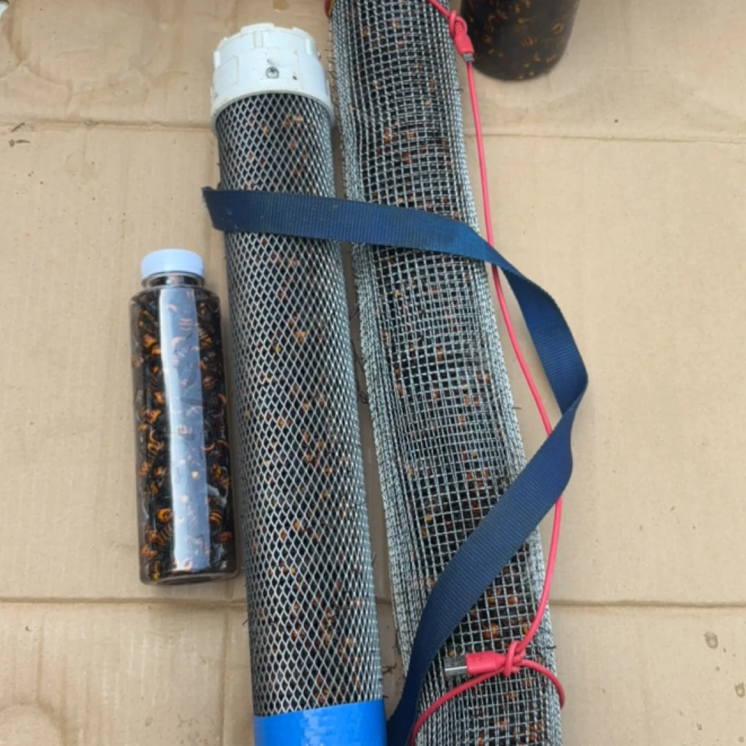 金环虎头锋100只老蜂水＋原浆