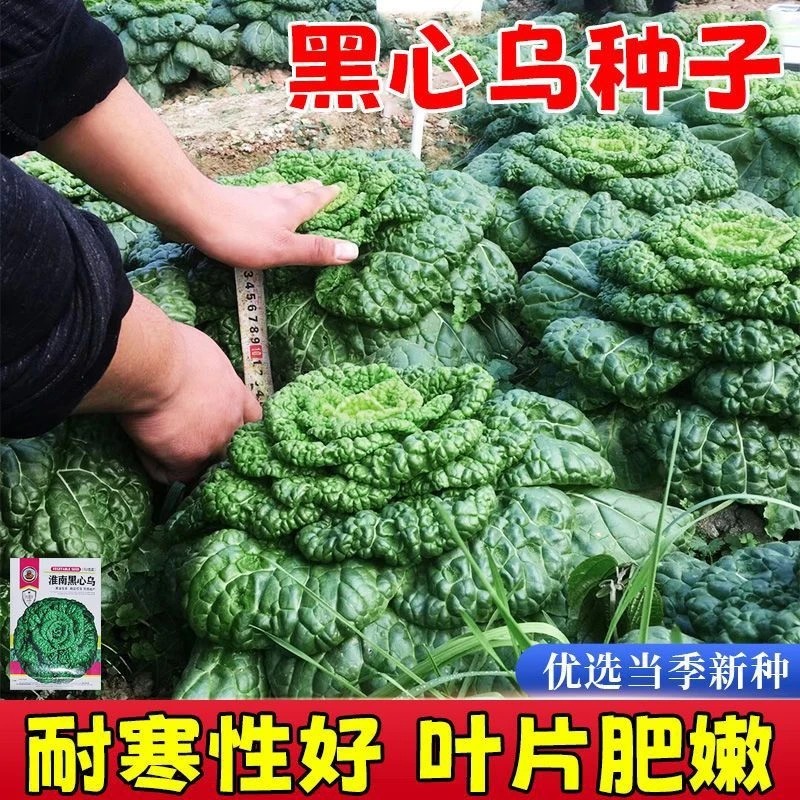 黑心乌塌菜种子黑油菜籽耐寒清嫩爽口春季秋季四季泡泡青蔬菜种孑