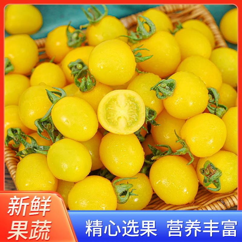 【山东寿光】现摘3斤黄色迷恋小番茄圣女果自然成熟酸甜多汁口感好.