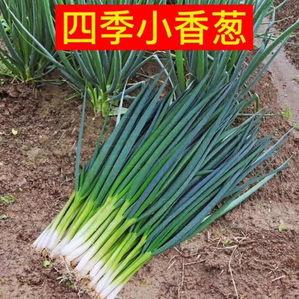 新鲜四季小香葱一份500克左右