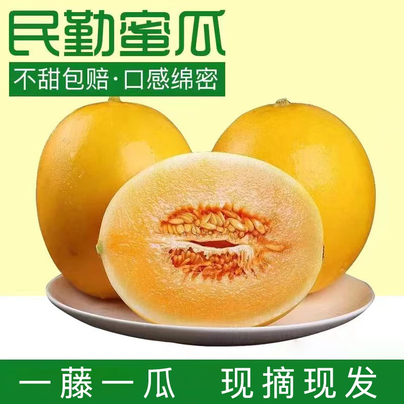 民勤沙漠蜜瓜甘肃黄河蜜金红宝甜瓜新鲜水果6/8斤包邮