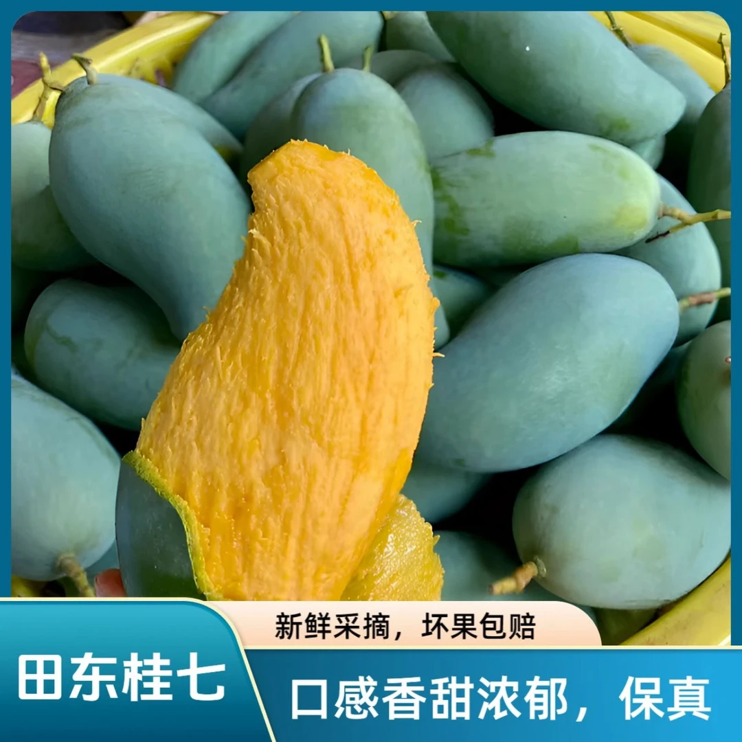 广西百色桂七香芒 老树果 芒果香甜多汁 原产地新鲜采摘 发货