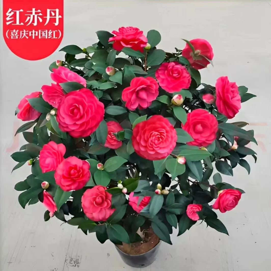 红赤丹六角大红山茶花