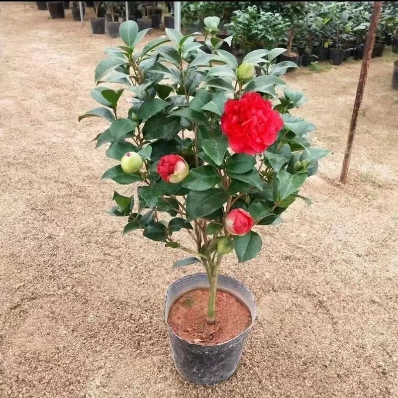 克瑞墨大牡丹 正红色带有清香味