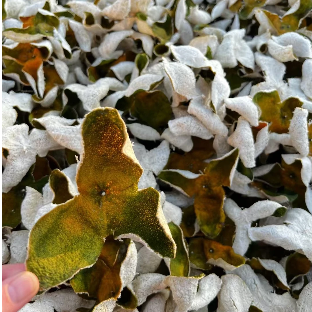 2024梅江圈枝二红皮 正宗新会陈皮