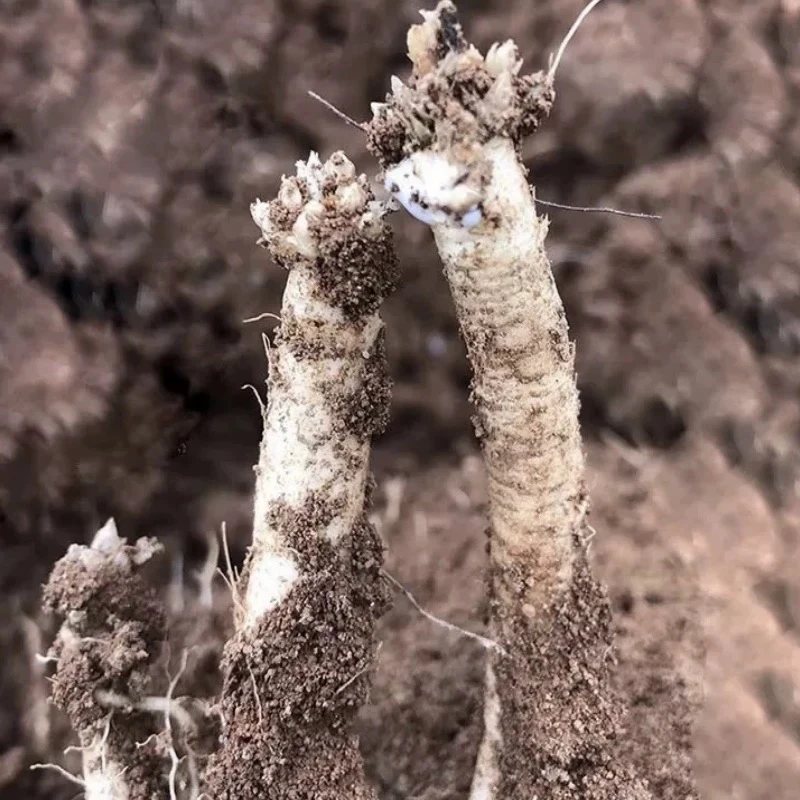 【新鲜】农户自产 500克整条发  土参