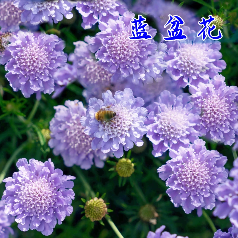 路兮小农民 日本蓝盆花盆栽耐寒花苗草本多年生易养活花园植物