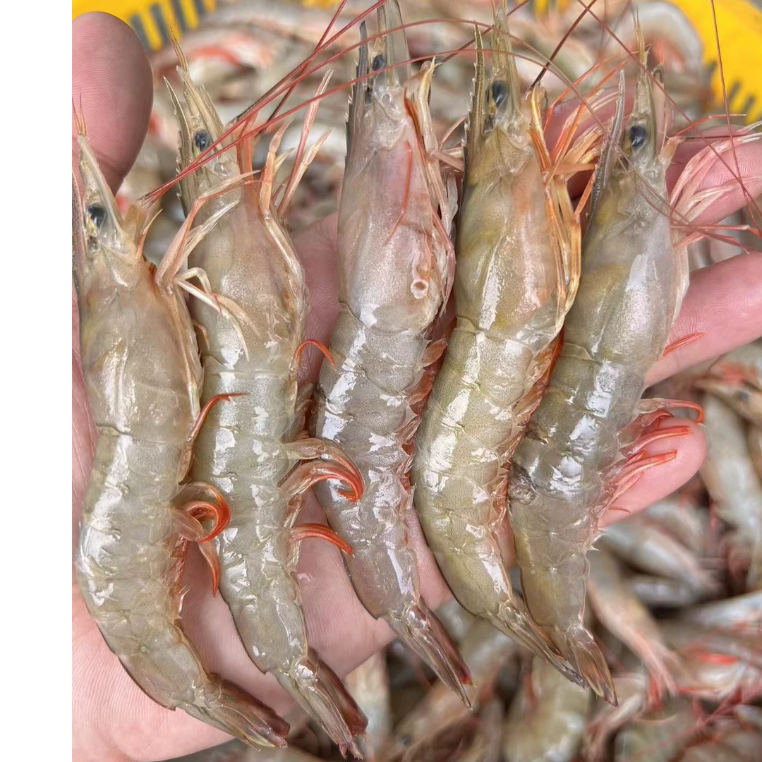 红须虾 鲜活海虾 台山洋栏码头打包发货