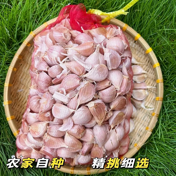 苍山大蒜瓣正宗苍山四六瓣大蒜瓣3/5斤白皮大蒜饱满种植自种产品