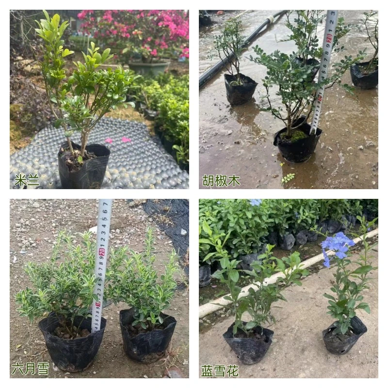 香米兰四季开花浓香清香木正宗胡椒木绿植净化空气提神蓝雪花阳台