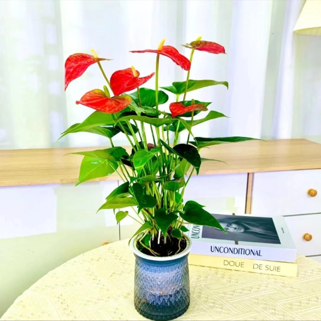 【亏米花漾】红掌水培盆栽绿植好养美观植物庭院室内阳台客厅书房