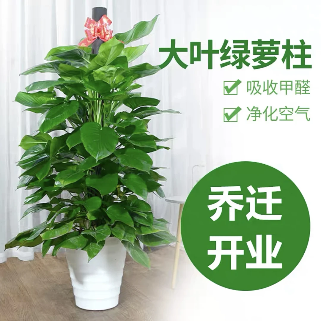 【美悦】1.4-1.5米巨无霸绿萝柱室内绿植办公室前台四季常青菱形盆