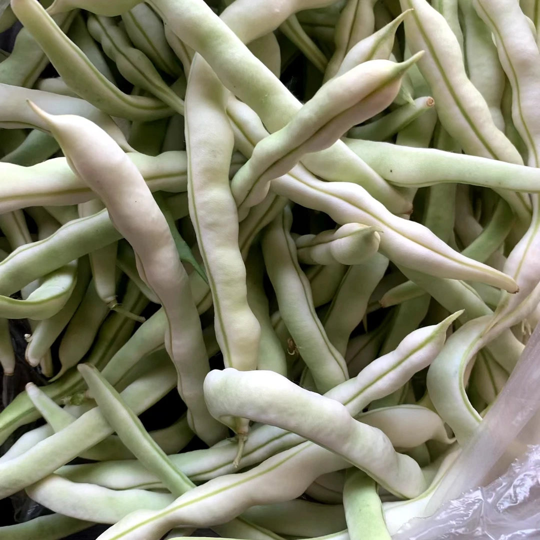 徐州四季梅,老来嫩,豆菜,梅菜,架梅,扁梅,豆角