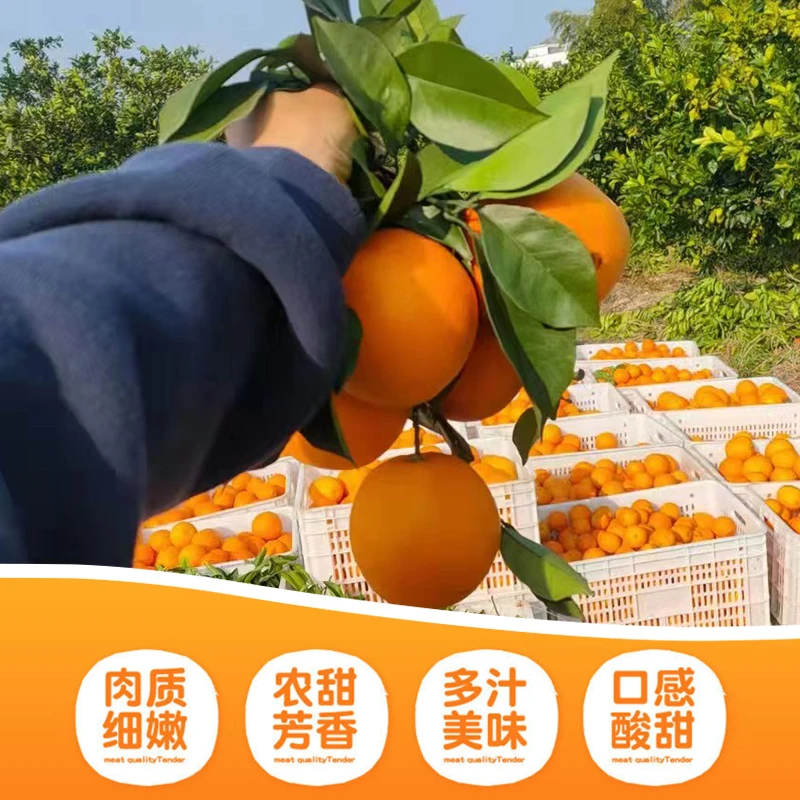 江西赣南脐橙新鲜甜橙子果园直供现摘水果果径60-70
