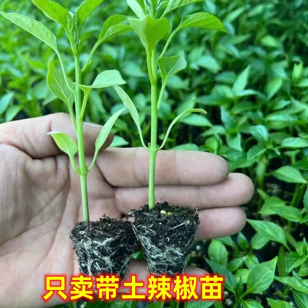 辣椒苗蔬菜苗薄皮椒苗长线椒苗螺丝椒苗朝天椒苗牛角椒苗四季南方