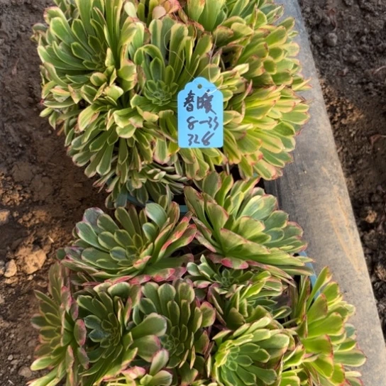 春*朝霞法师手捧，8-33