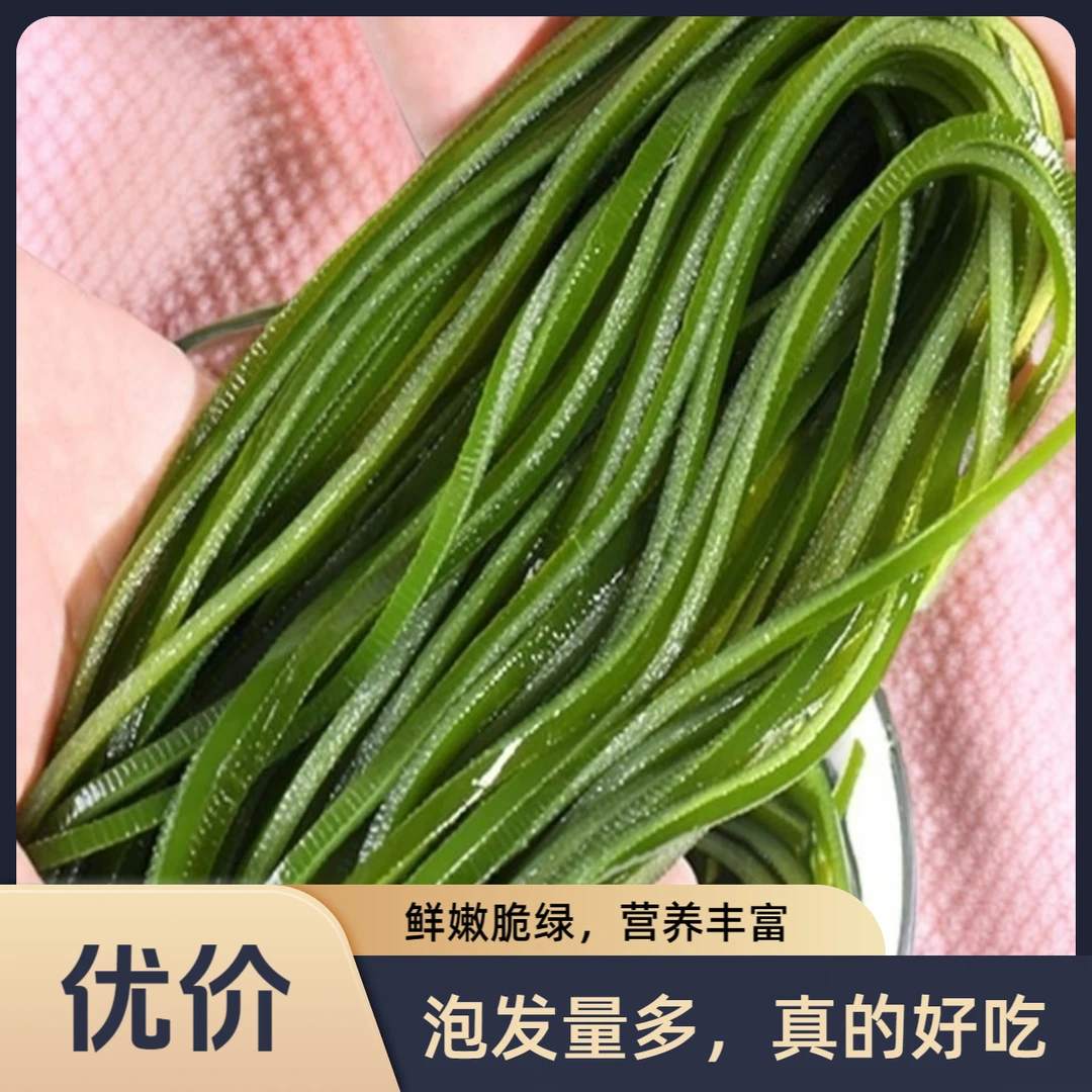 霞浦压缩海带丝凉拌菜裙带菜免洗营养16克独立包装鲜嫩清脆海带丝