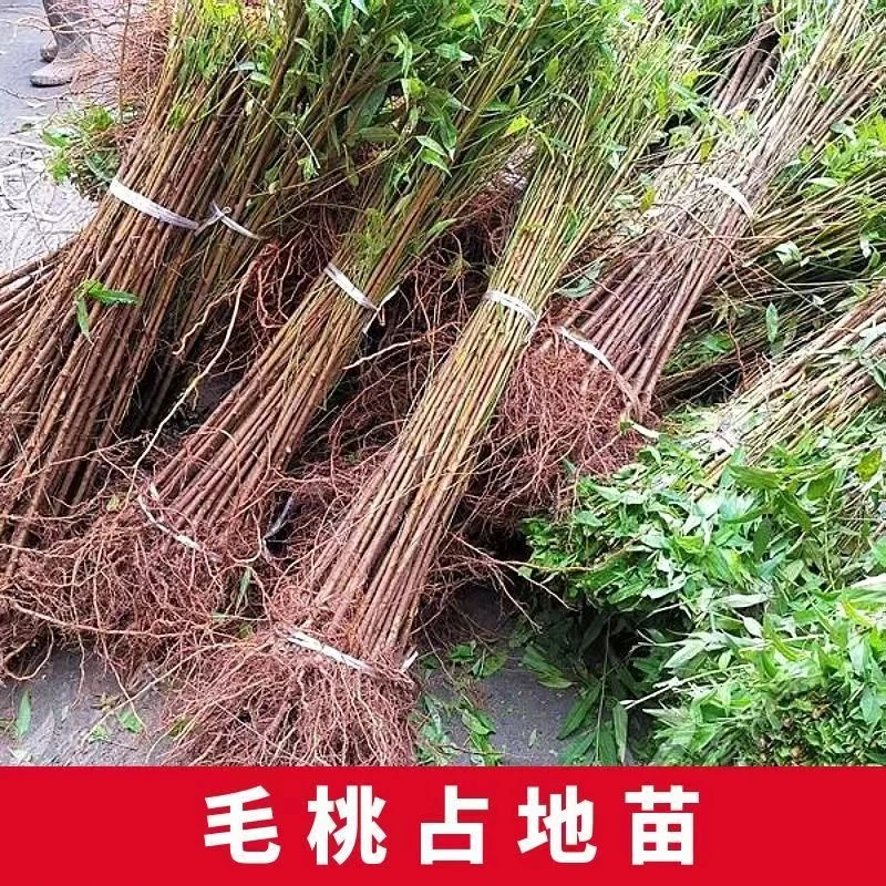 毛桃树苗桃子砧木苗占地苗未嫁接桃苗野生桃苗直生苗桃树苗