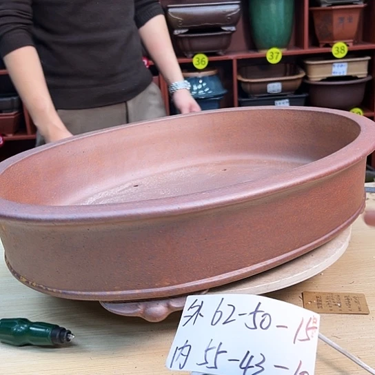 红陶在*香紫砂花盆盆栽