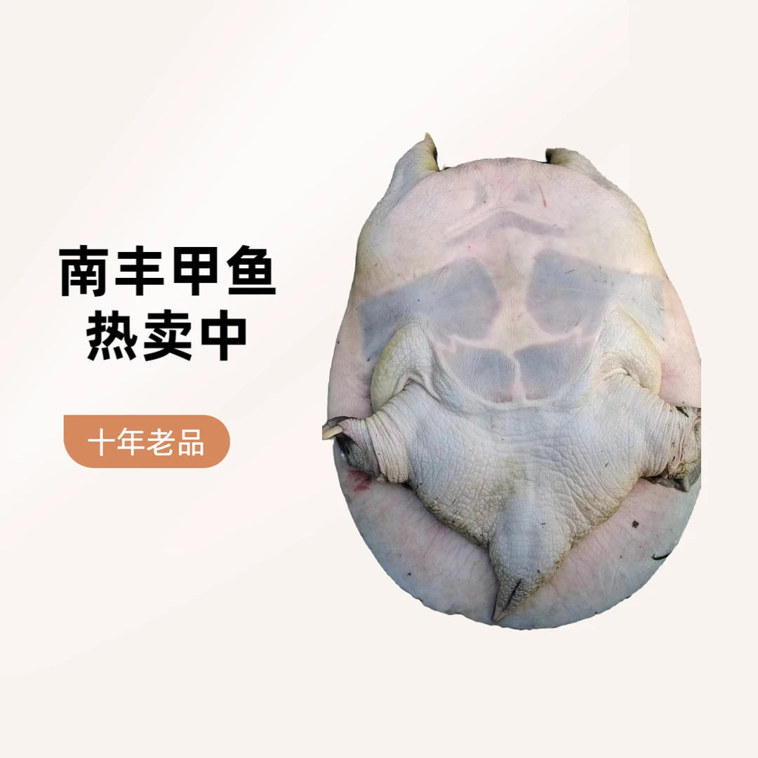江西南丰十年老甲鱼《改价专用》