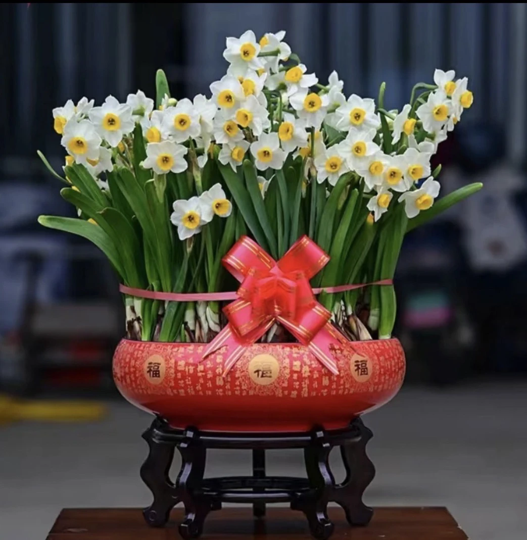 【水仙礼盒装】年宵花剥皮已养护好发芽泡水即可送人佳礼