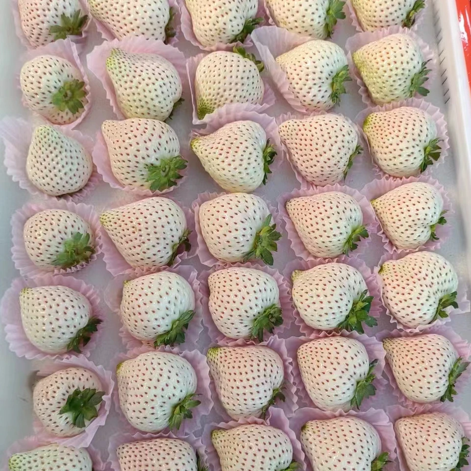 【川果缘】丹东淡雪白草莓1斤/2斤 顺丰空运包邮