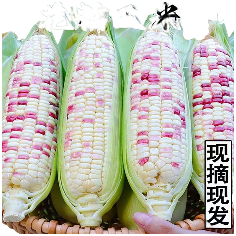 【上海南汇本地花糯玉米】整箱5斤新鲜玉米带壳现摘现发