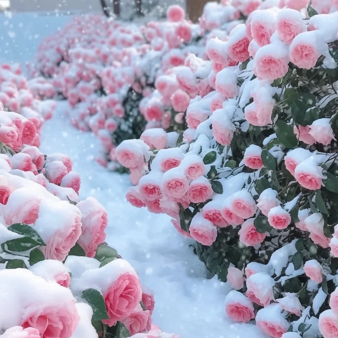云南昆明玫瑰花月季苗当年开花大花浓香阳台盆栽混色颜色随机发货