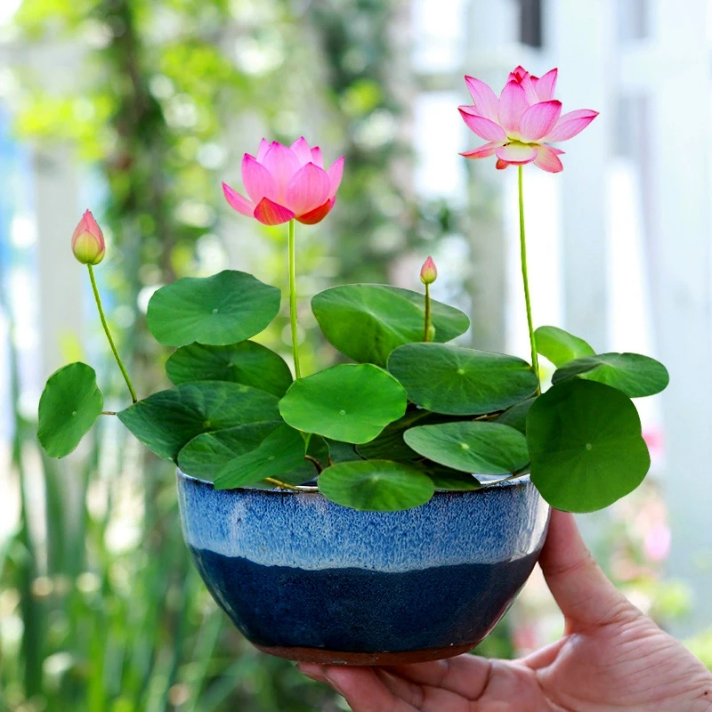 四季开花水培碗莲小型荷花盆栽庭院水养睡莲