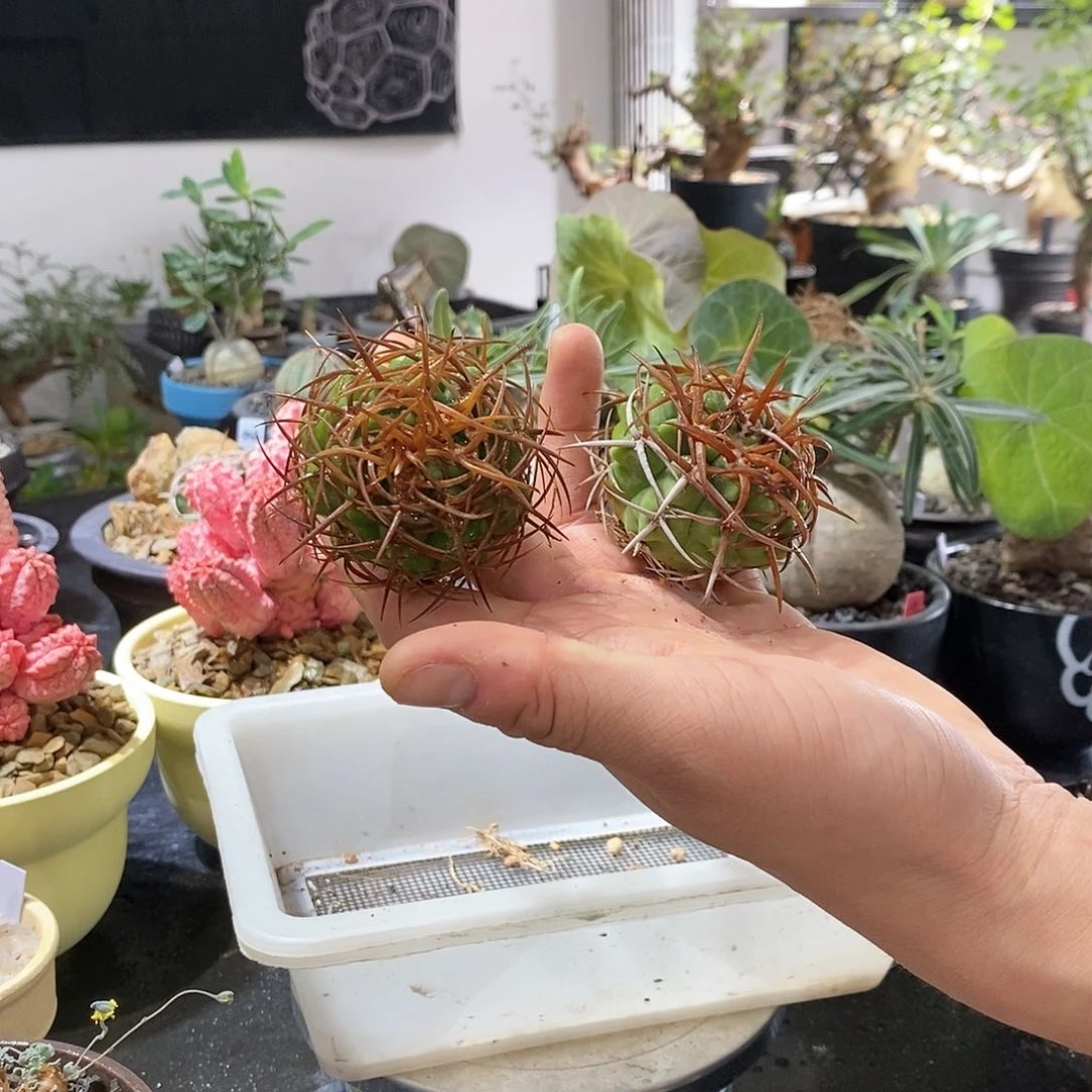 碧岩玉植物特殊不退不换