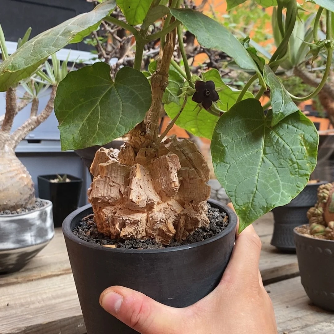 龟甲萝摩 植物特殊不退不换