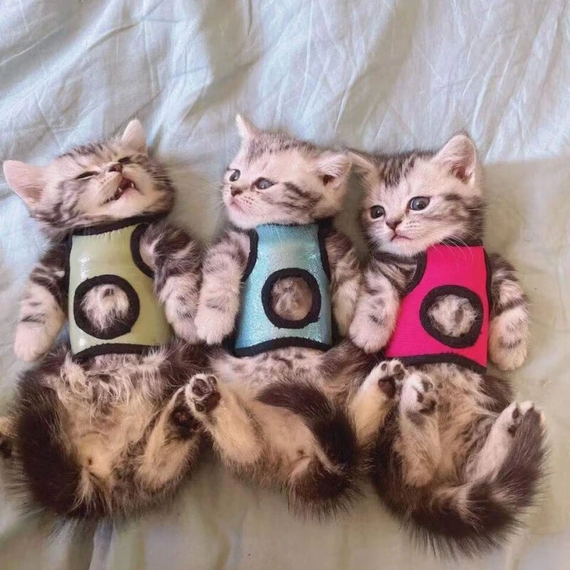 小猫平胸衣小猫幼崽平胸衣扁胸衣平胸矮脚拿破仑